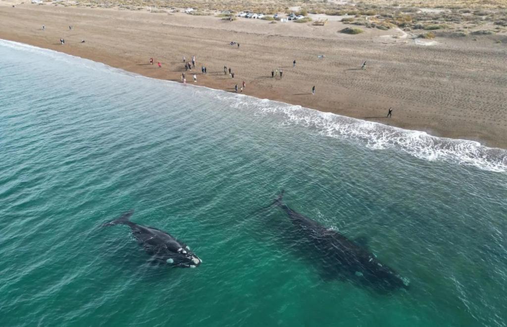 Hermoso Dpto Centrico Con Cochera A 100 Metros Del Mar Puerto Madryn